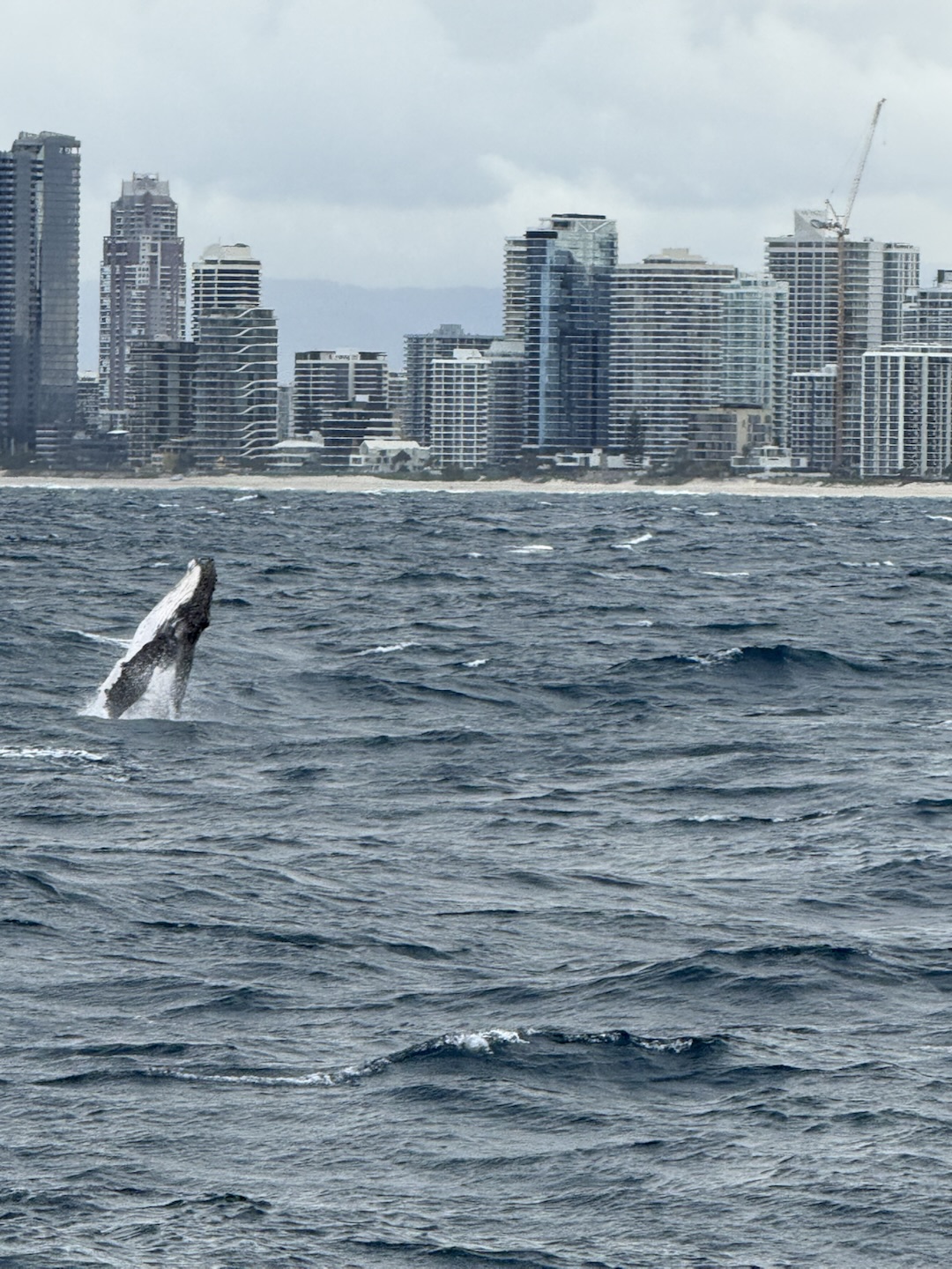A whale rising out of the sea with Gold Coast apartment towers behind it
