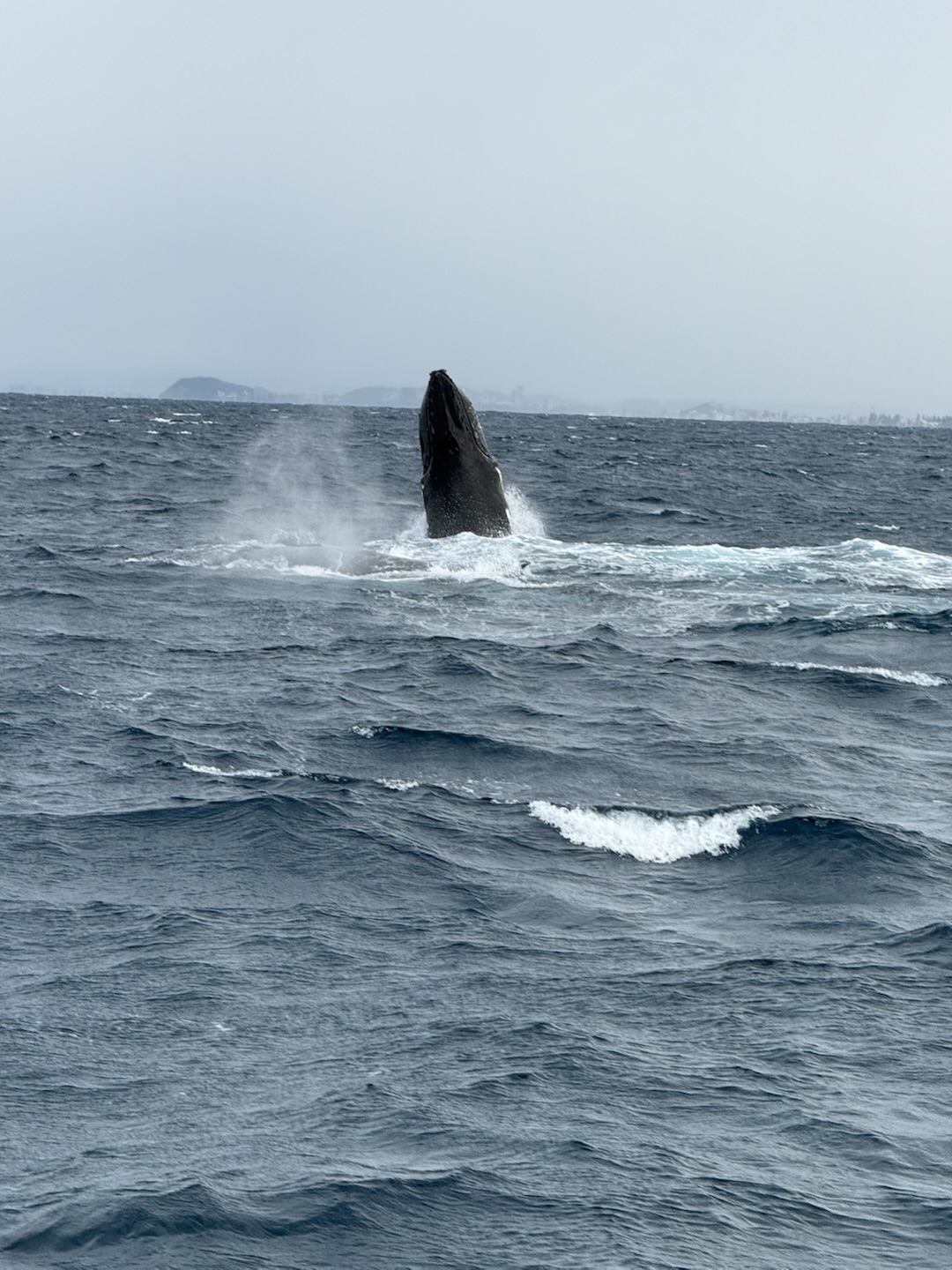 A whale rising almost vertically above choppy water with white spray around it