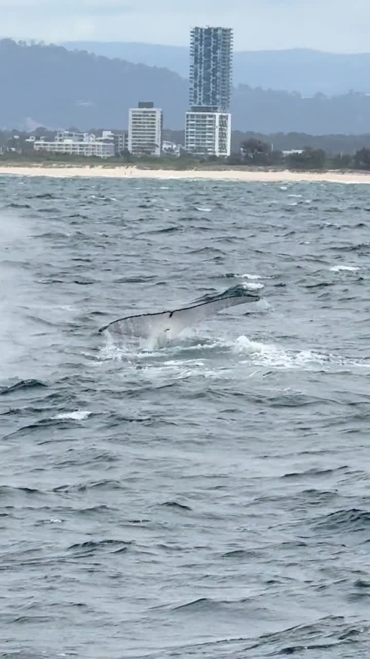 A whale’s tail lifted above the water with the coast behind it